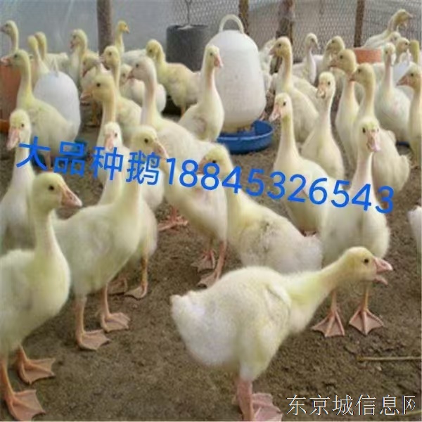 招喂鸡工人，男女不限